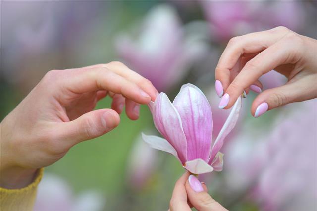 Hands Touching Magnolia Flowers