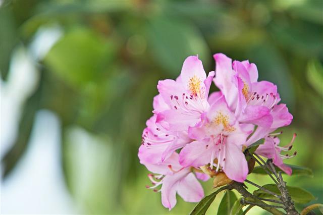 Flower Of The Rhododendron