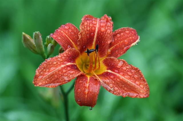 Red Lily In The Rain