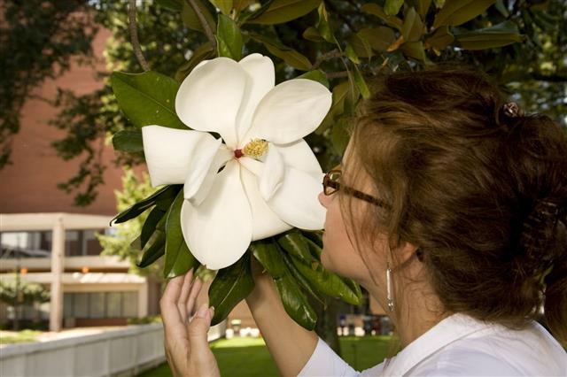 Woman Looking Magnolia Flower