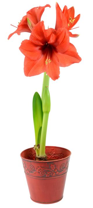 Amaryllis In Flowerpot