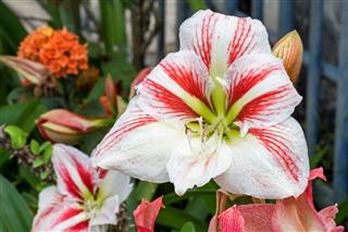 White Red Amaryllis Flower