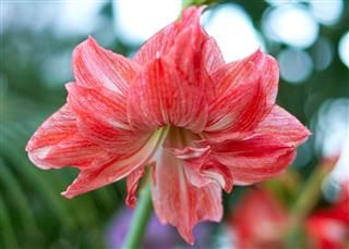 Hippeastrum Amaryllis Big Red Flower