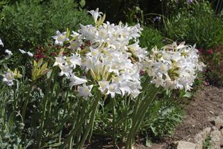 Amaryllis Belladonna White Queen Flowers