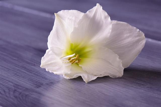 White Amaryllis Flower On Purple Table