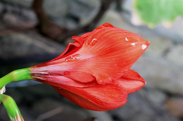 Blooming Red Amaryllis And Water Drops