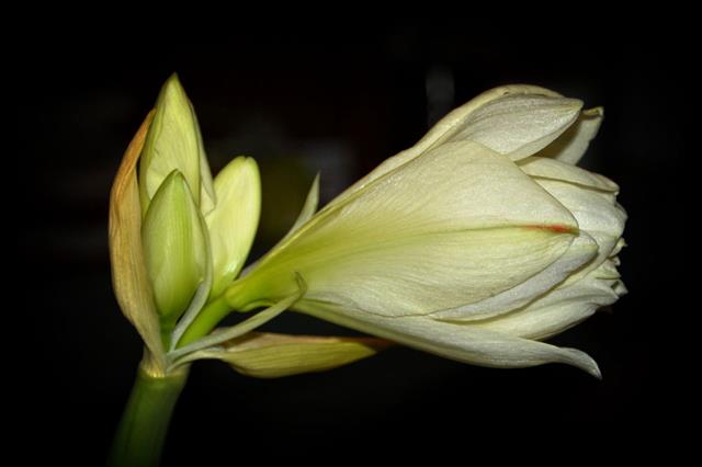 White Amaryllis Blossom In The Sunlight