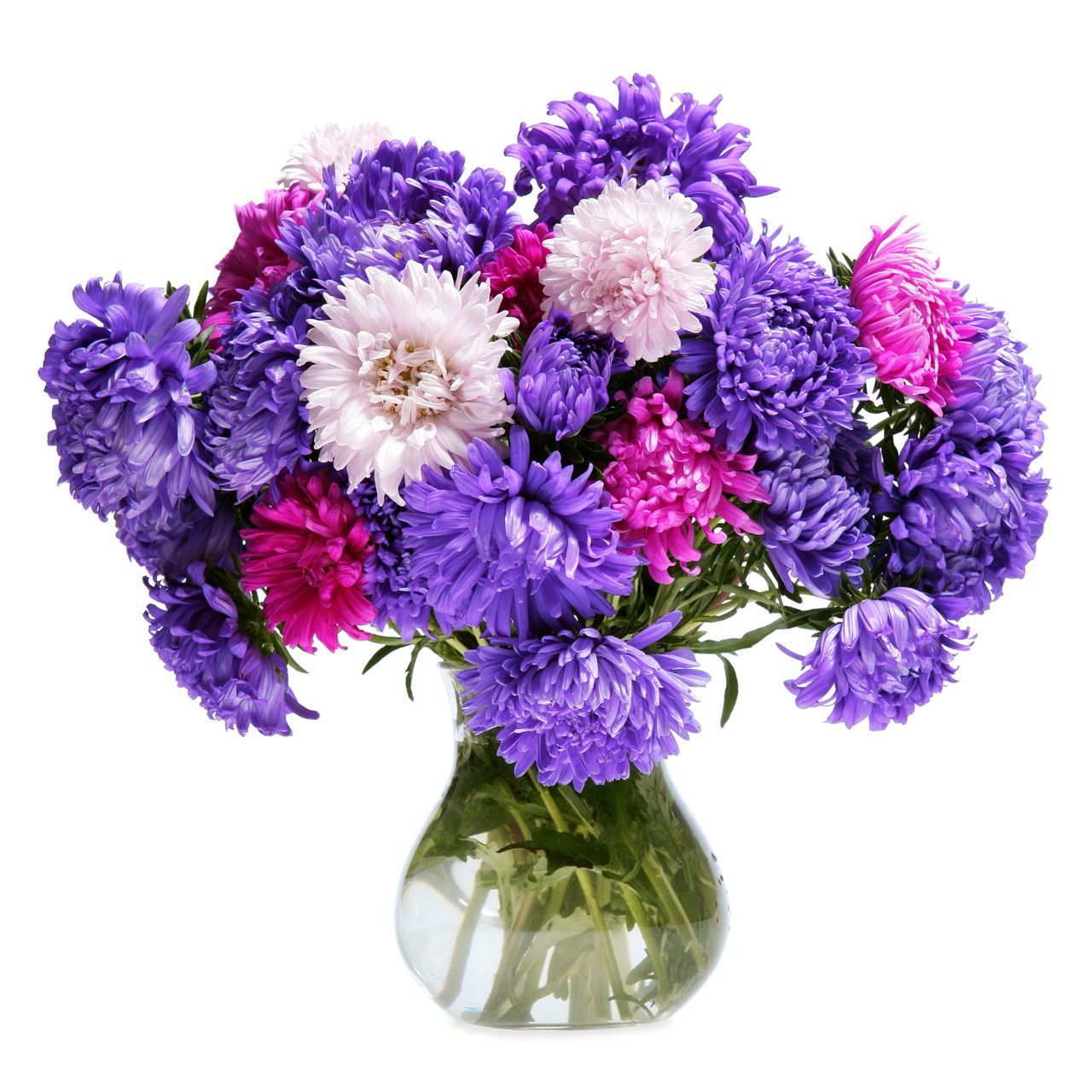 The Unique Meaning of Aster Flowers Will Astonish You to the Core ...