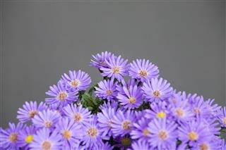 Mound Of Aster Flowers