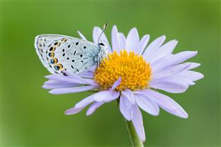 Butterfly On Aster Flower