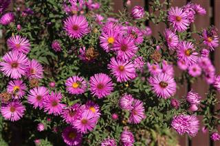 Asters plant