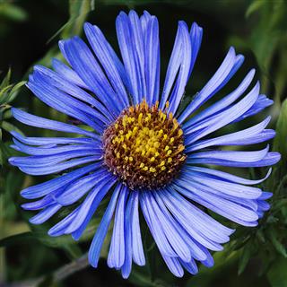 Blue Aster Flower Head