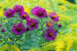 Asters And Golden Rod