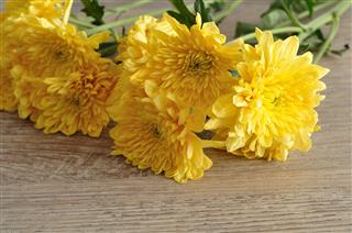 Yellow Asters