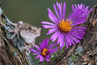 Gray Tree Frog With Asters