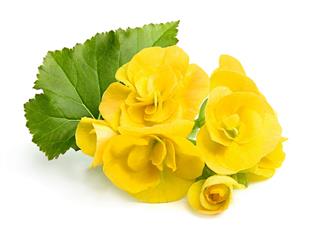 Yellow Begonias Flowers With Leaf