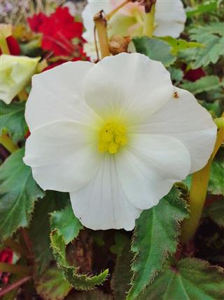 White Begonia