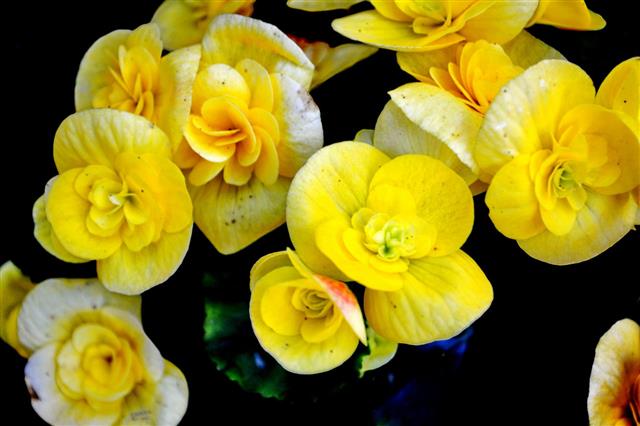 Yellow Begonia Flowers