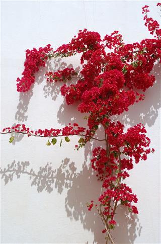 Blooming Red Bougainvillea