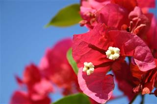Bougainvillea Flowers Blue Sky
