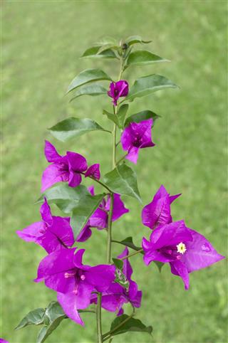 Purple Bougainvillea Flowers