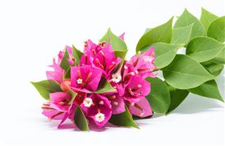 Bougainvillea Flower And Leaf