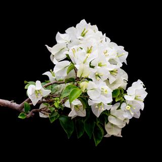 White Blooming Bougainvilleas