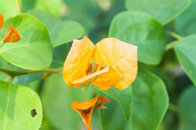 Orange Bougainvillea Flower In Garden