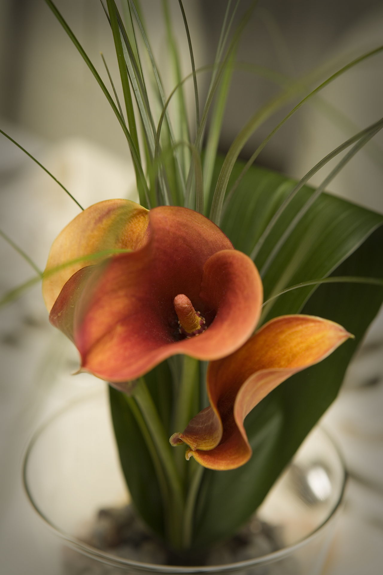 Interesting Legends Behind the Meaning of the Calla Lily