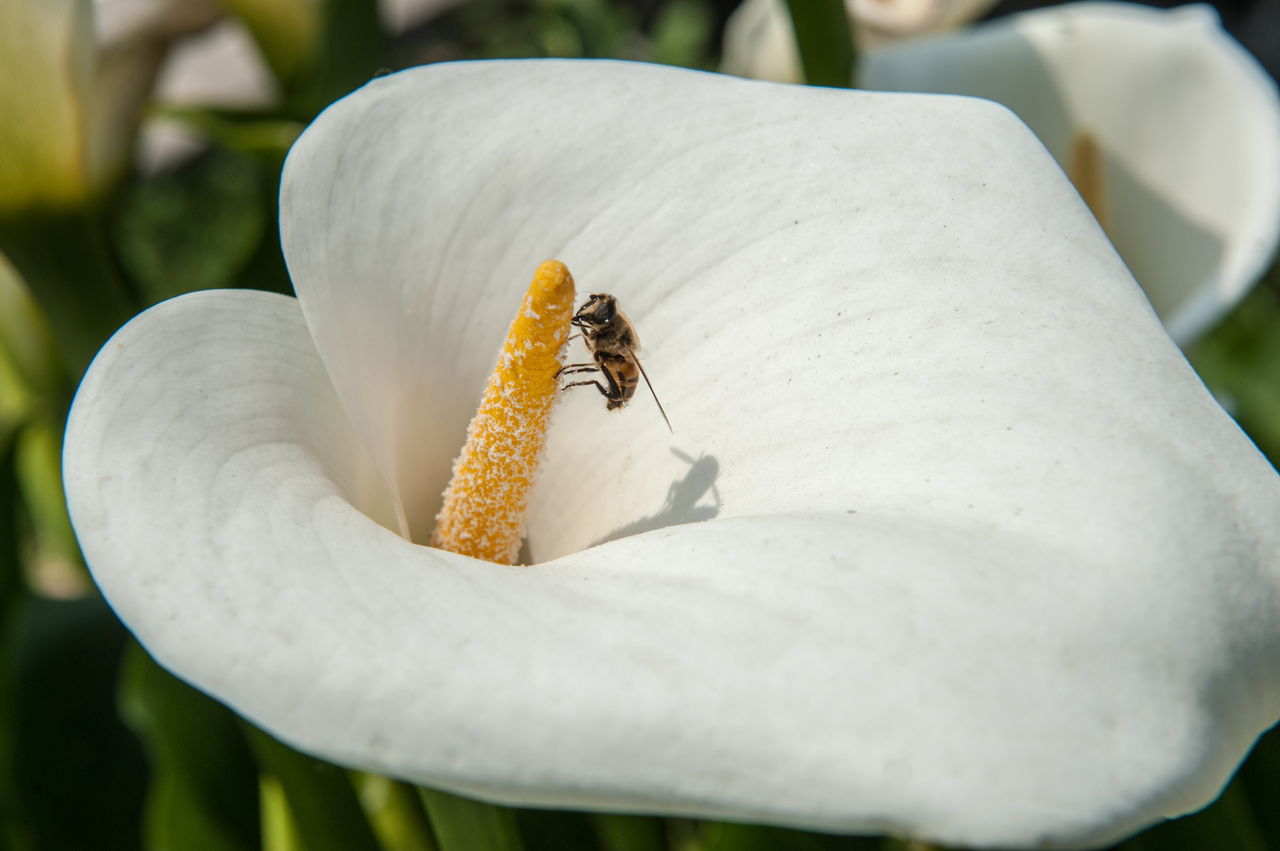 Are Peace Lilies Poisonous? You'll Be Shocked to Know Gardenerdy