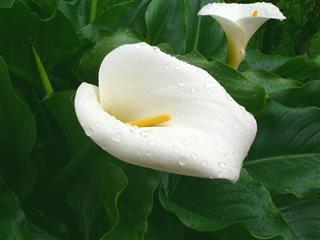 White Calla Flower