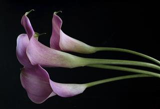 Four Pink Calla Lilies