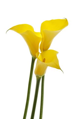 Yellow Calla Lilies With Long Stems