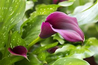 Purple Calla Lily With Many Leaves
