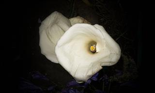 Calla Lilies Flower