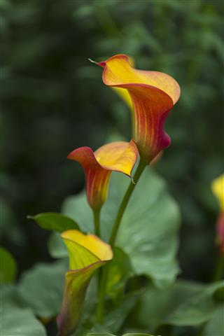 Calla Flame Flower