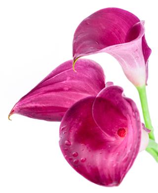 Three Pink Purple Calla Lily Flowers