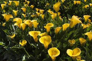 Field Of Yellow Calla Lilies