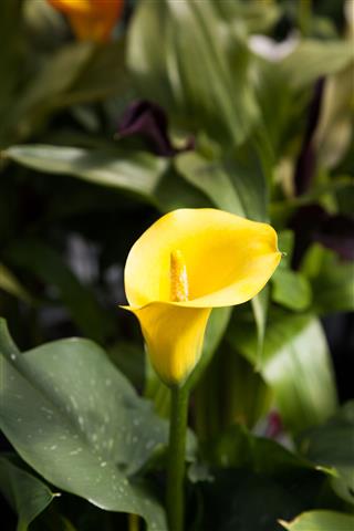 Yellow Arum Lily Plant