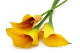 Yellow Callas Flowers