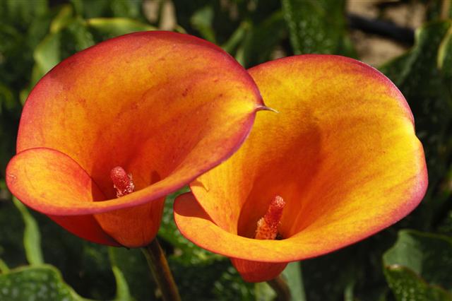 Orange And Yellow Calla Lilies