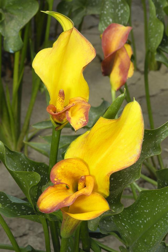 Close Up Of Yellow Calla Lilies