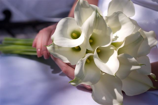White Lily Flowers Held By Bride