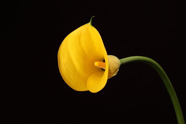 Yellow Calla Lily Flower