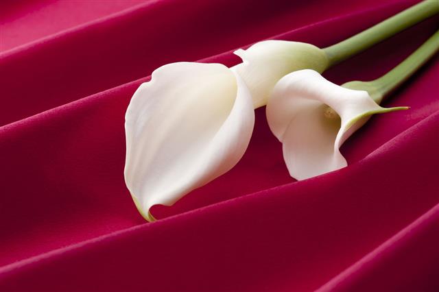 Calla Lily On Red Color Fabric
