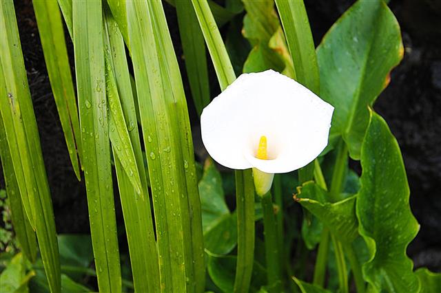 Single White Calla Flower