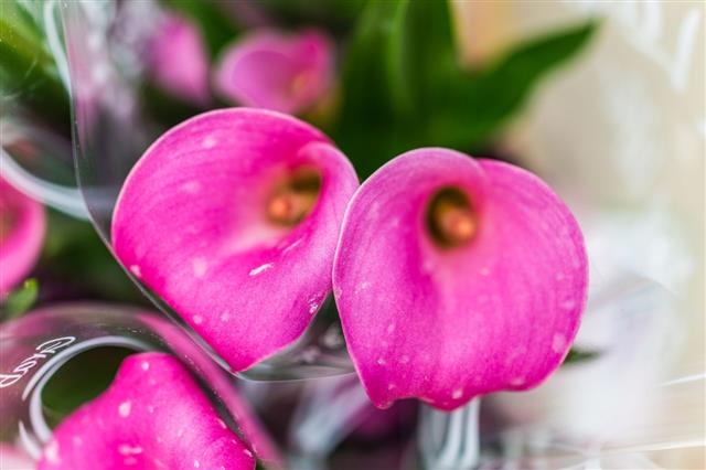 Two Pink Calla Lily Flowers
