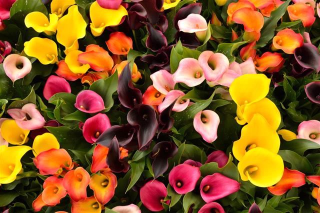 Calla Lily Flowers In Full Bloom