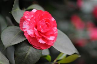 Bush Of Japanese Camellia