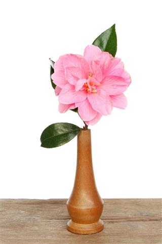 Camellia In Vase